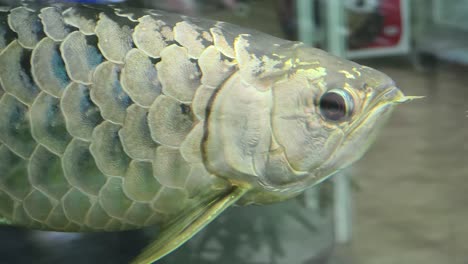 close-up of a fish in an aquarium