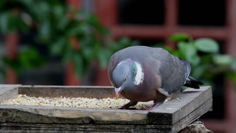 una paloma torcaz adulta, columba palumbus, comiendo semillas de una mesa de pájaros en el jardín.
