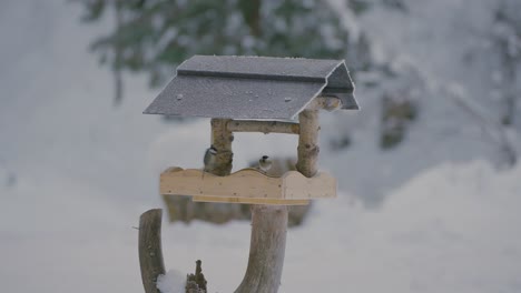 Pequeños-Pájaros-Peleando,-Volando,-Buscando-Y-Comiendo-Comida-En-Una-Casa-De-Pájaros-En-Invierno-Con-La-Naturaleza-Cubierta-De-Nieve-Capturada-En-Cámara-Lenta-En-120fps-En-4k