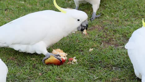 cockatoo enjoying fruit on grassy ground