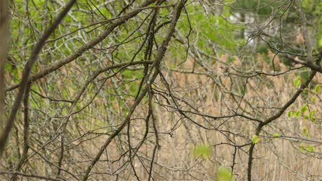 Eine-Standbildaufnahme-Eines-Kleinen-Grauen-Vogels,-Der-Auf-Den-Baum-Springt-Und-Davonfliegt