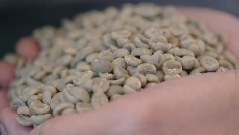 rack focus close up shot of raw coffee beans held in two hands
