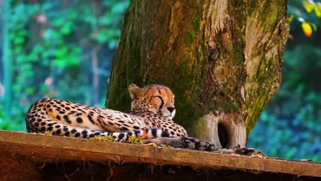 Atemberaubende-HD-Aufnahmen-Eines-Wilden-Leoparden,-Der-In-Der-Natur-Unter-Dem-Baum-Ruht