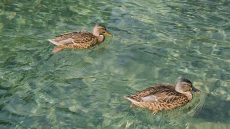 Dos-Asombrosos-Patos-Nadan-En-El-Lago-Con-Agua-Verde-Bajo-El-Paisaje-De-La-Luz-Del-Sol