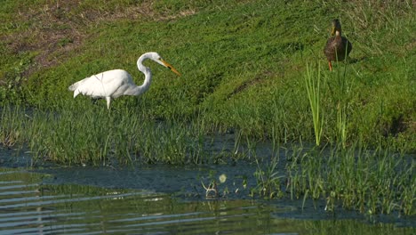 great egret walks towards a duck