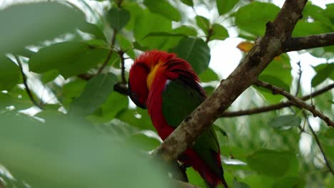 Yellow-bibbed-Lory,-lorius-chlorocercus,-perched-on-tree-branch,-preening-and-grooming-its-feathers,-this-vulnerable-species-faces-threats-from-habitat-loss-caused-by-logging-activities,-close-up-shot