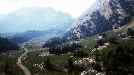 Bird's-eye-view-of-road-running-through-beautiful-green-pine-woods