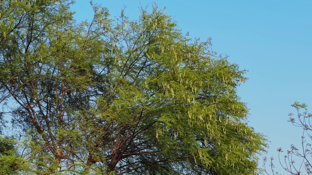 Vista ravvicinata dei rami di un albero di babool carichi di lunghi baccelli di semi chiari e ristretti che pendono fittamente tra il fogliame verde contro un cielo azzurro e limpido in un ambiente rurale.