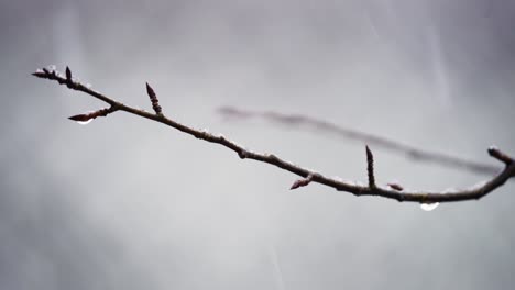 snow falling on tree branch buds in late winter, shallow depth of field closeup