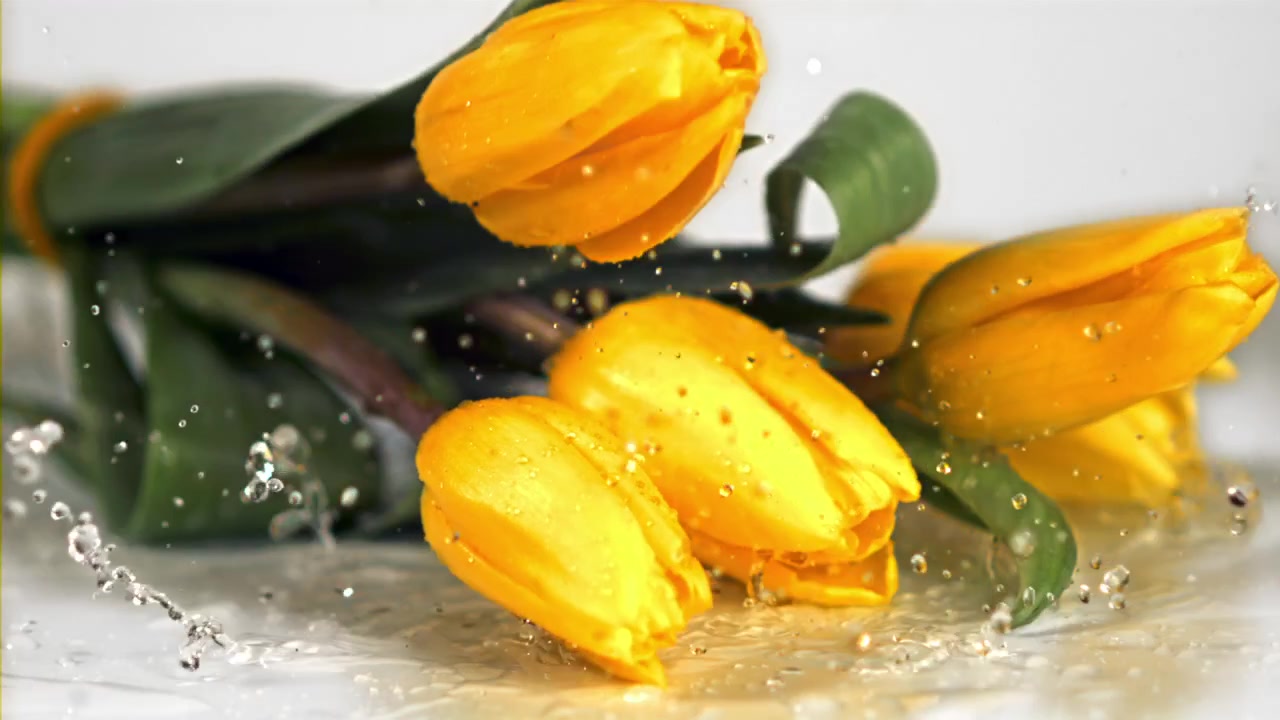 Tulipani gialli che cadono su una superficie bagnata con schizzi d'acqua al rallentatore