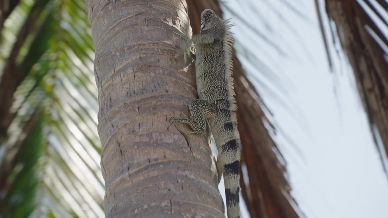 Iguana che si arrampica sul tronco di una palma sotto il sole tropicale a Parnaíba, Brasile