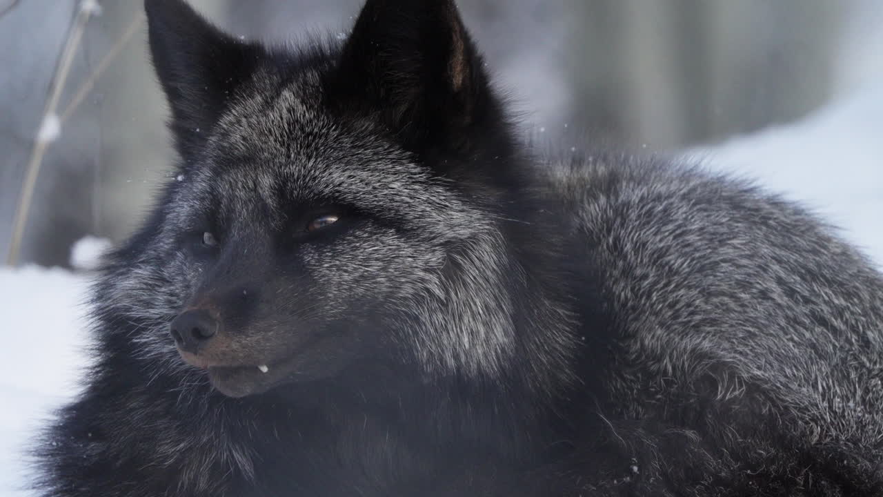 A cunning silver fox prowls the frosty Yukon forest, blending its thick fur into the deep winter snow. This elusive predator exemplifies North American wildlife at its finest.