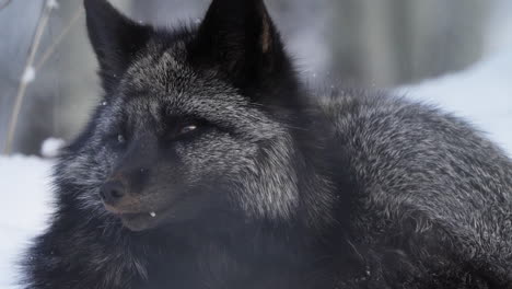 a cunning silver fox prowls the frosty yukon forest, blending its thick fur into the deep winter snow. this elusive predator exemplifies north american wildlife at its finest.