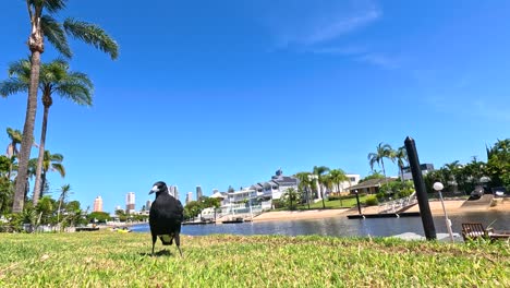 a magpie moves through a sunny park setting