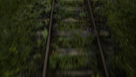siguiendo las vías del tren vacías a través del bosque