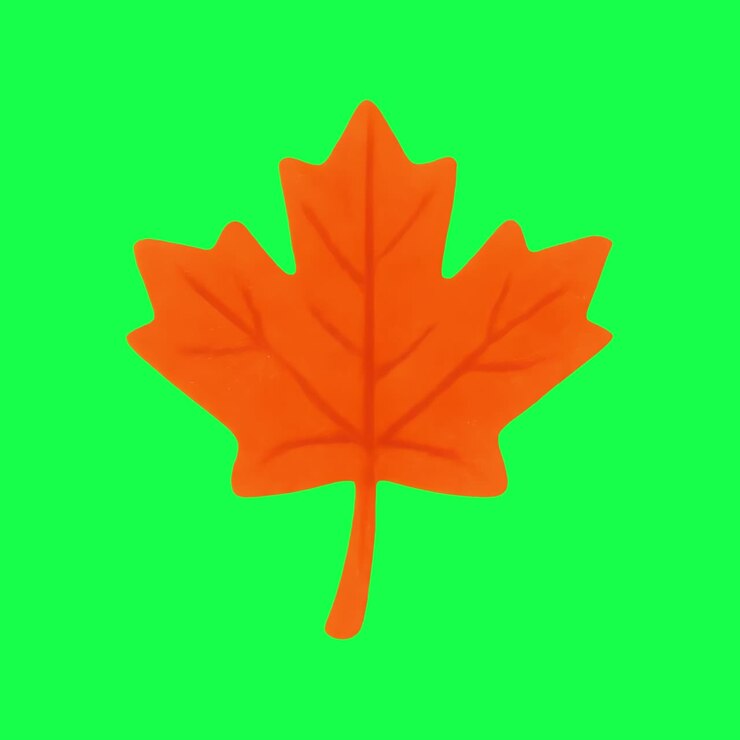 Vibrant orange maple leaf silhouette animation, transparent 4K video, green screen