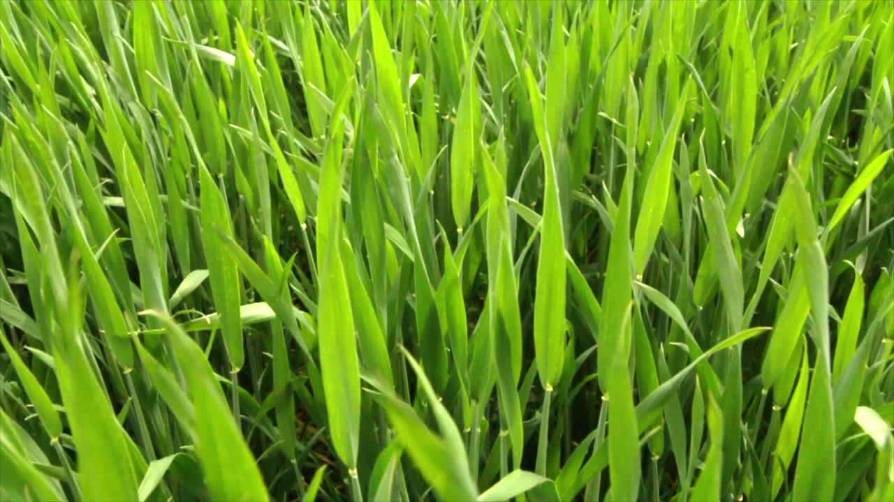 Green Wheat Field Swaying Closeup/Green Wheat Field Background/Agricultural Background/Wheat Field M