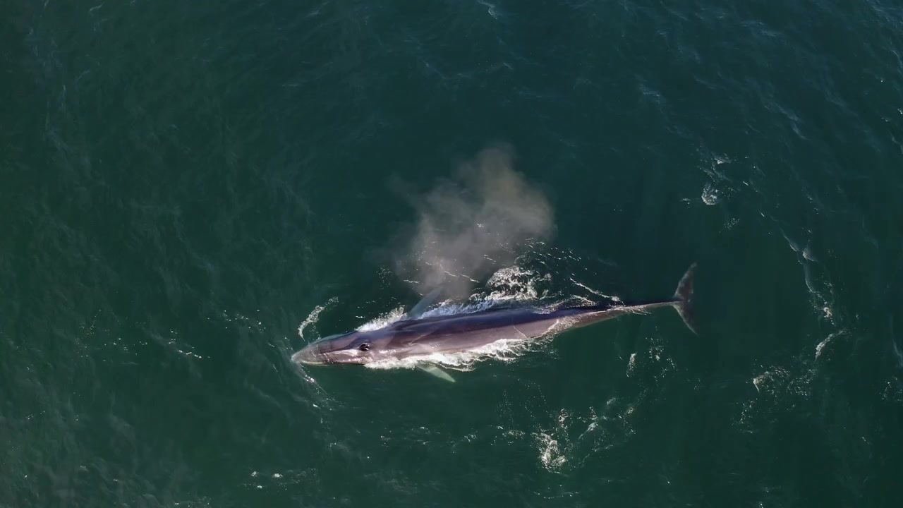 4K-Luftaufnahme einer Drohne von oben, die einen riesigen Finnwal zeigt, der an der Meeresoberfläche schwimmt und einen kräftigen Wasserstrahl in der Bucht von Loreto, Baja California Sur, Mexiko, ausstößt