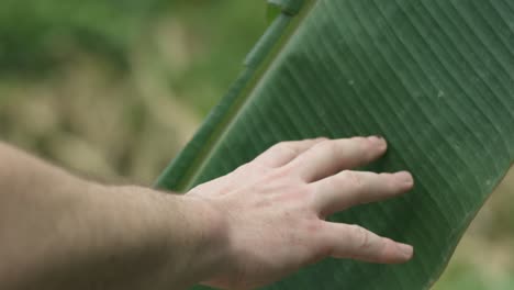 slow motion shot of a man running his hand along a large leaf in a thai rainforest