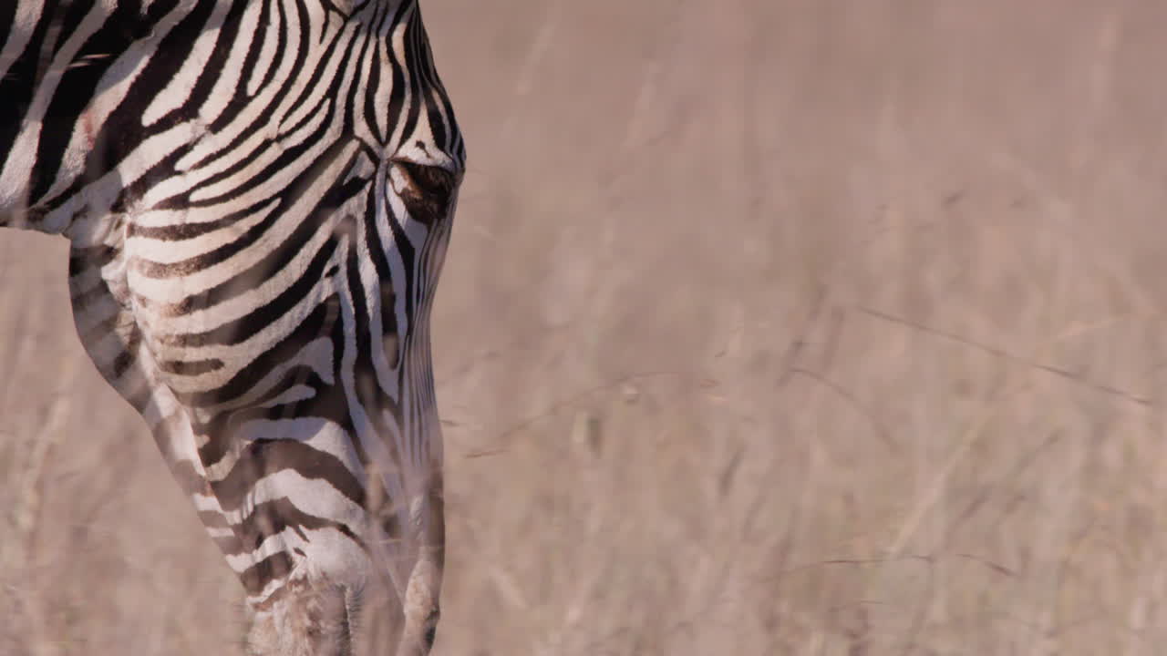 Grevy's Zebras head walking in savannah