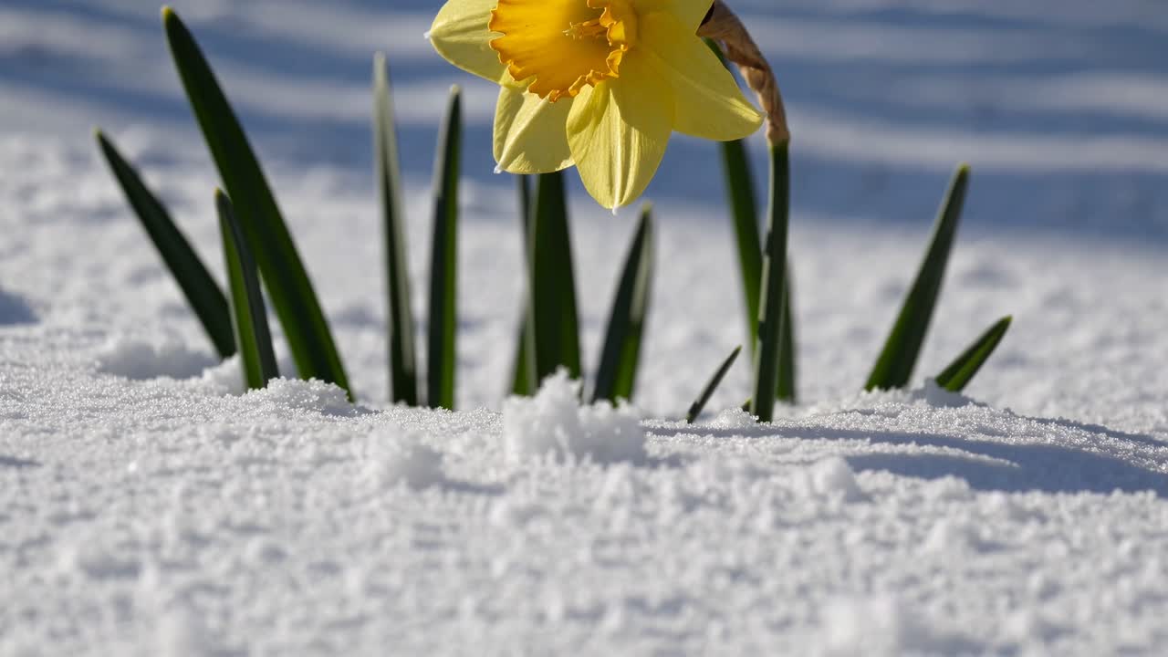 Close-up video shot of a yellow daffodil blooming through snow, capturing the contrast of spring