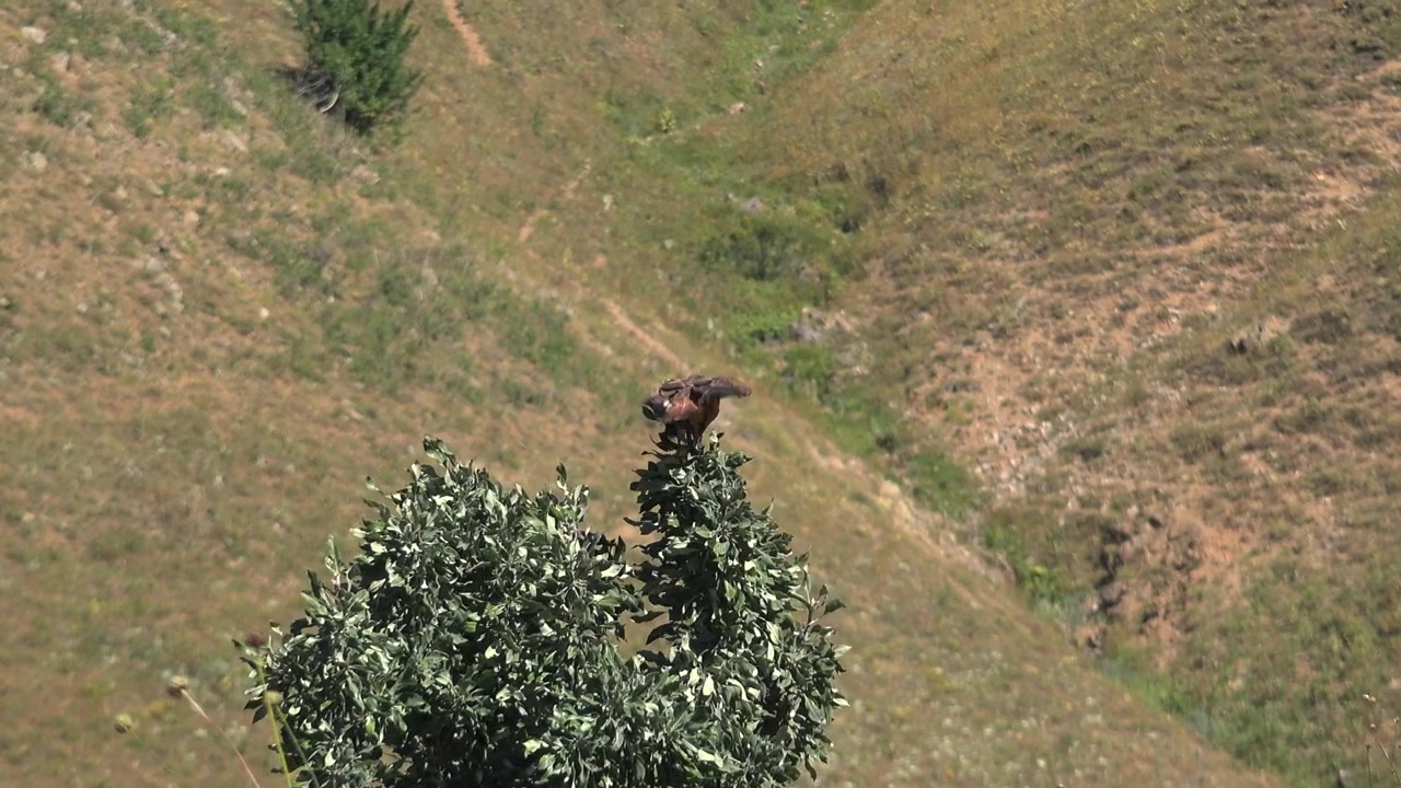 Un halcón posado en un árbol emprende el vuelo