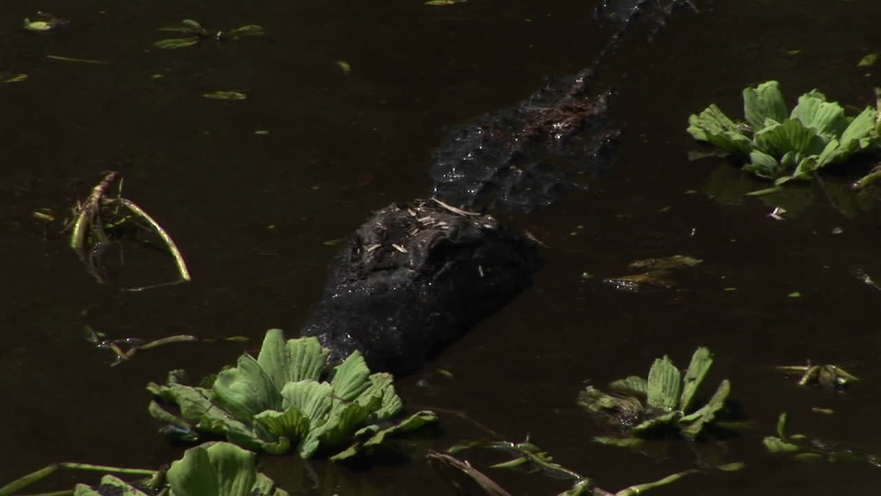 un caimán se mueve rápidamente a través del agua marrón en los everglades de florida