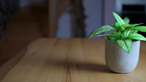 video en primer plano de una planta verde en una olla de flores gris, deslizándose hacia la derecha