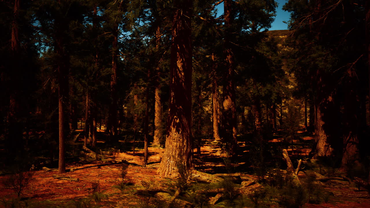 깊은 숲의 풍경