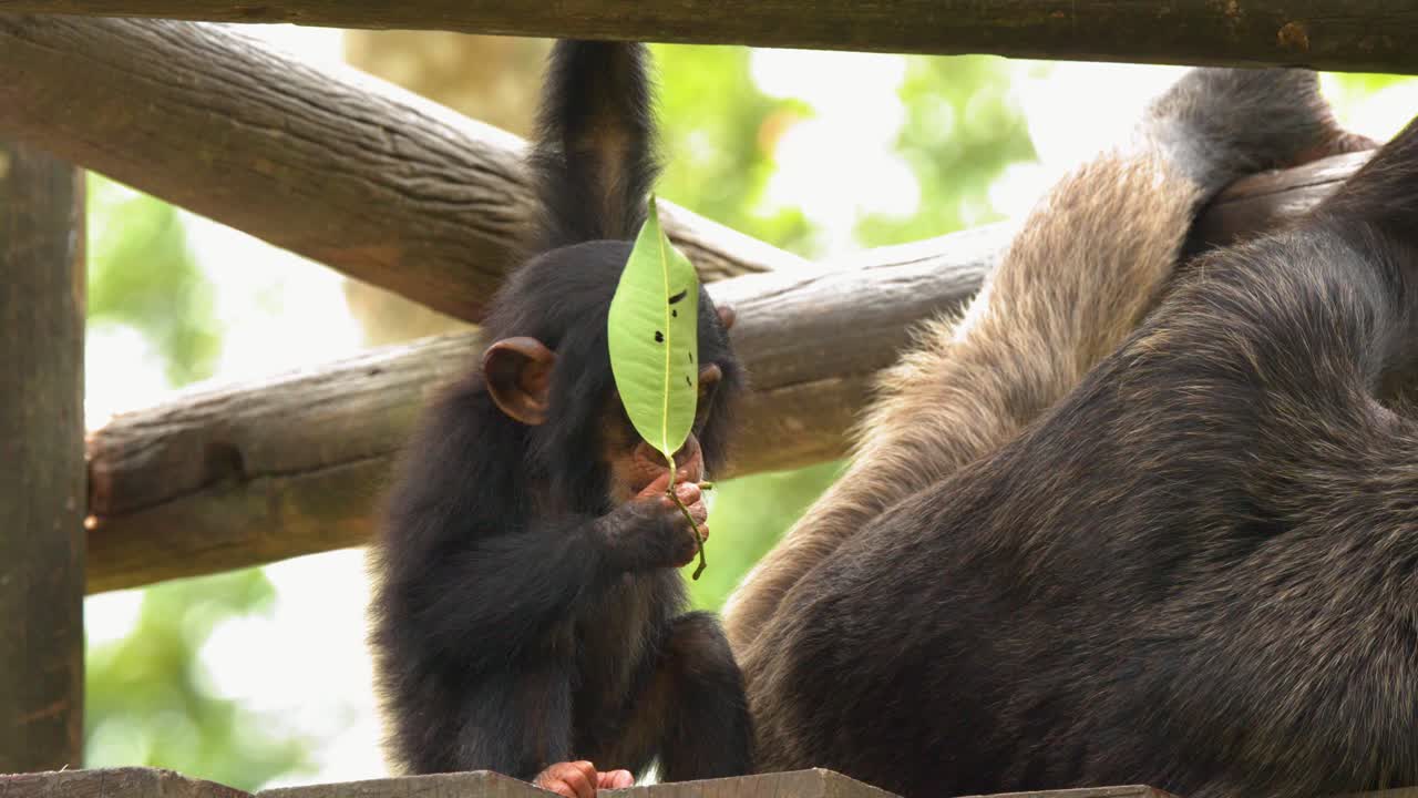 Cucciolo di scimpanzé curioso che gioca con una foglia accanto a un adulto