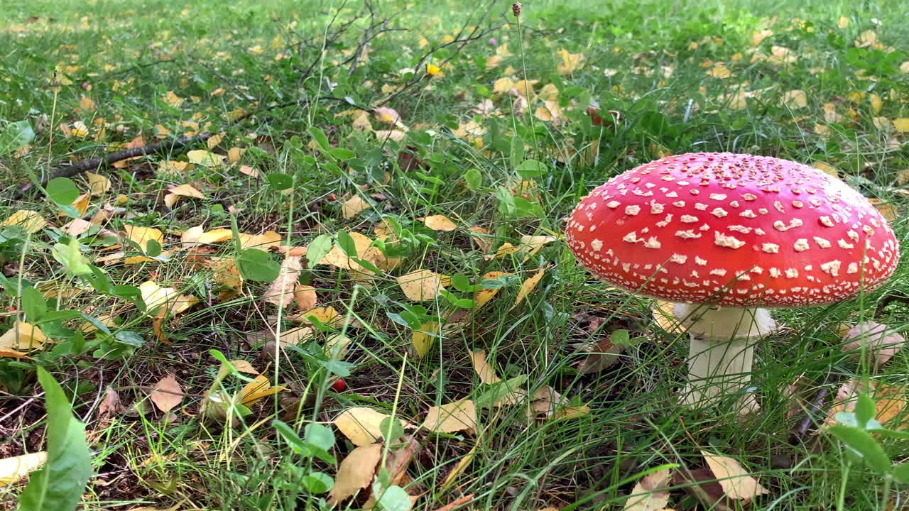 Red mushroom on the meadow Poisonous red fungus