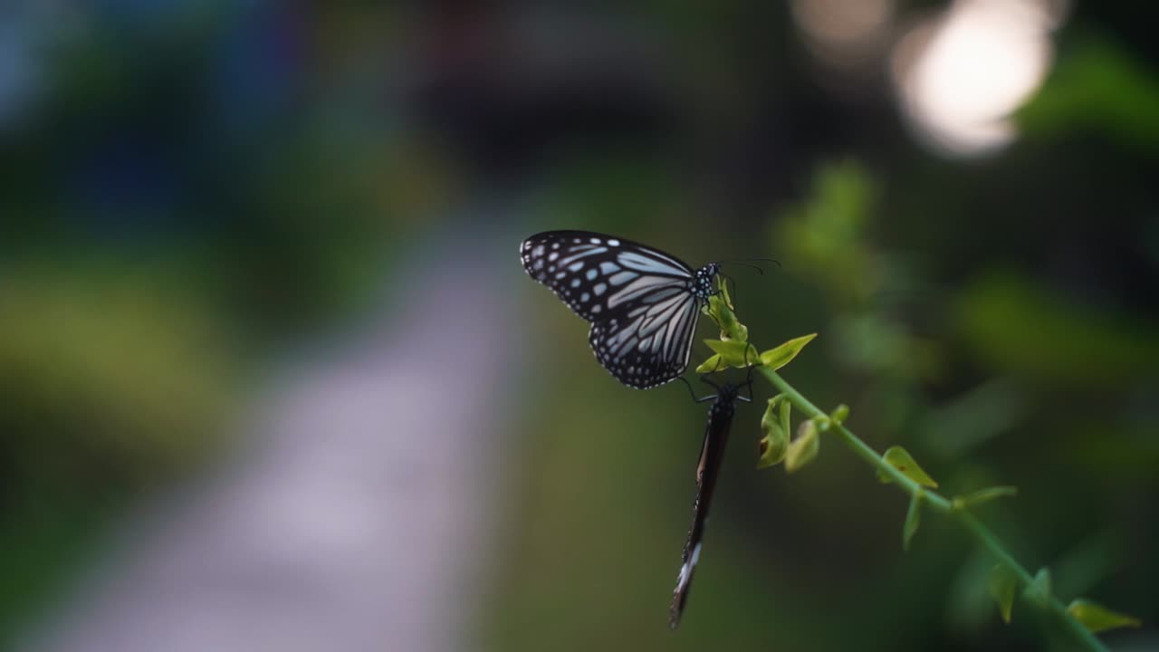 Two butterflies sit together on a green branch while the top flinder flaps its wings and flies away when touched by the other butterfly