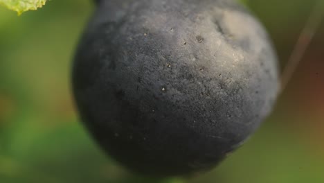 Fresh-sweet-Blueberry-macro-detail-closeup-texture,-outdoor,-static,-day