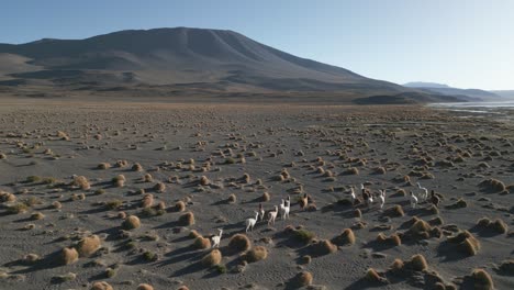 group of alpacas walk in the andean bolivian desert laguna colorada aerial drone above animals and altiplano natural fauna reserve