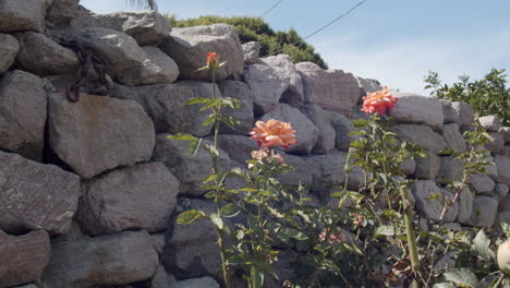 Rosas-Contra-Una-Pared-De-Piedra-Gris