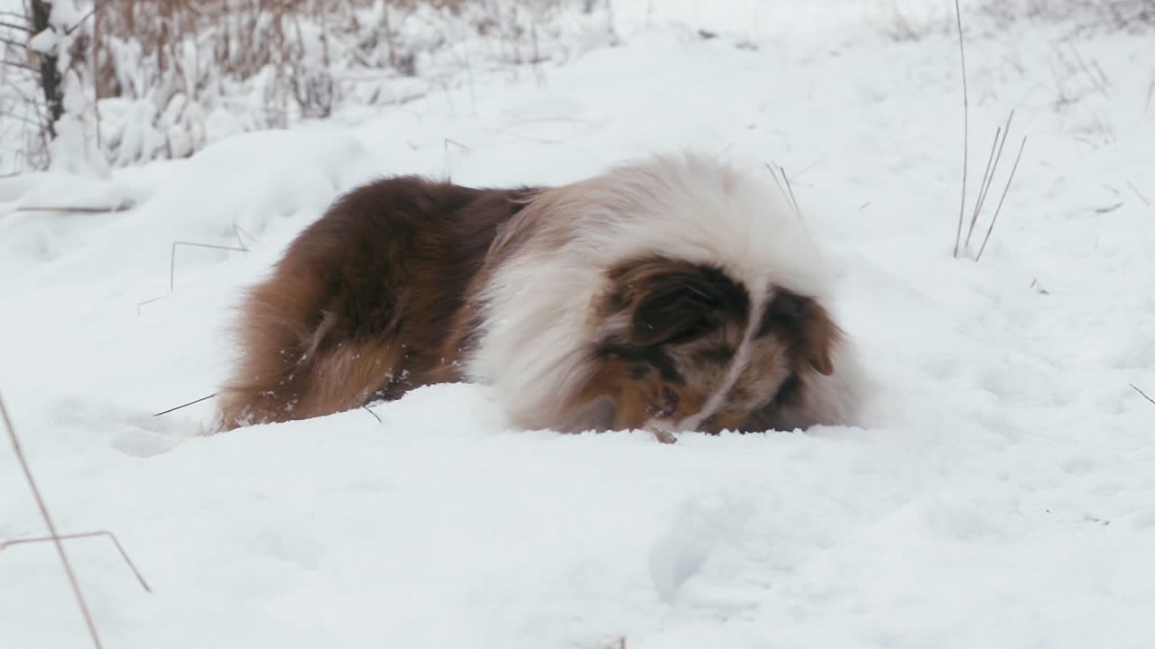 el peludo del pastor australiano se despliega y disfruta jugando en la nieve.