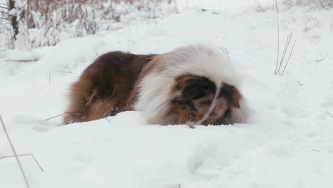 Rollo-De-Pastor-Australiano-Esponjoso-Con-El-Pelaje-Extendido-Y-Divirtiéndose-Jugando-En-La-Nieve.