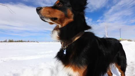 australian shepherd puppy close up on sunny day with snow covered field, slow motion, 4k