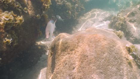 Snapper-reef-fish-swimming-along-rocks-and-reefs-under-water