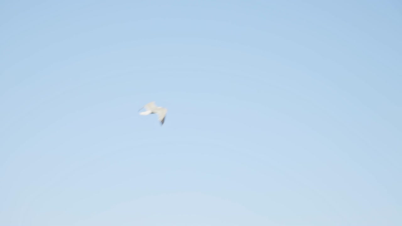 맑은 푸른 하늘을 나는 갈매기