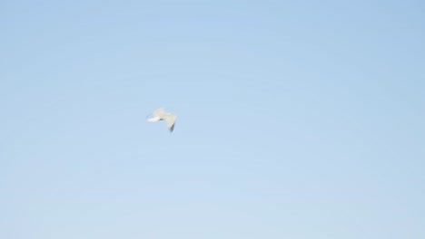 Gaviota-Volando-Contra-El-Cielo-Azul-Soleado