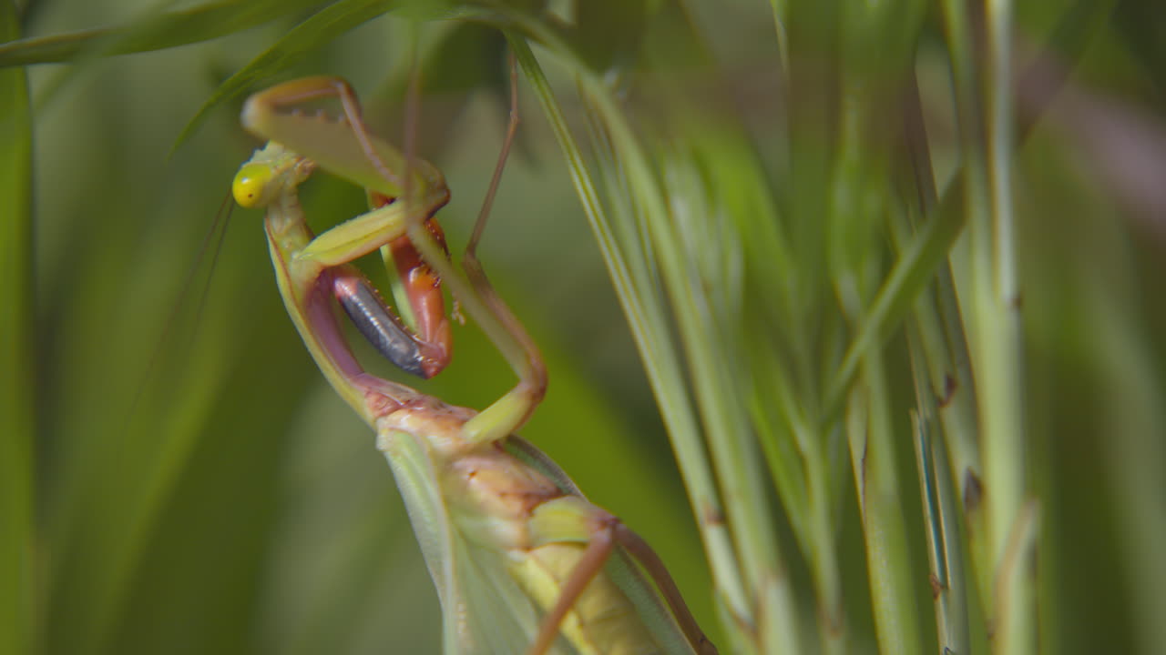 A praying mantis sitting on vibrant green foliage and cleaning itself