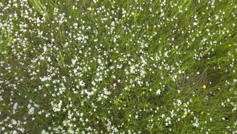 Young-woman-just-walking-true-the-wild-fields,-lots-of-grass-and-flowers-around