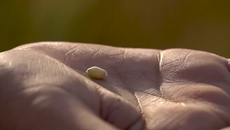 Closeup-Of-A-Harvested-Wheat-Grain,-Held-In-A-Farmers-Hand