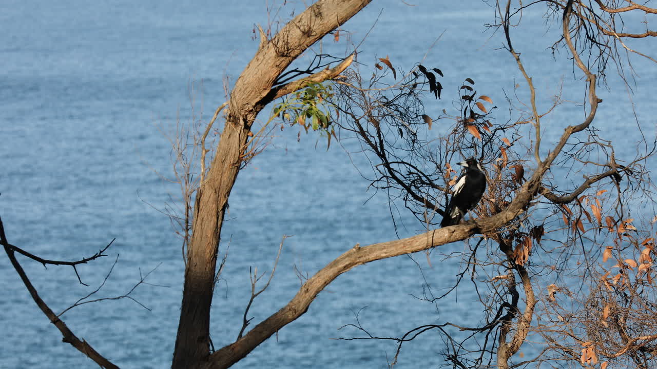 vista estática de un pájaro sentado en una rama de un árbol, con el mar tranquilo en el fondo