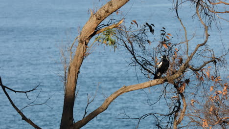 Vista-Estática-De-Un-Pájaro-Posado-En-La-Rama-De-Un-árbol,-Con-El-Mar-En-Calma-Al-Fondo