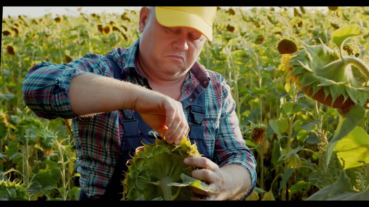 Farmer Inspecting Sunflowers