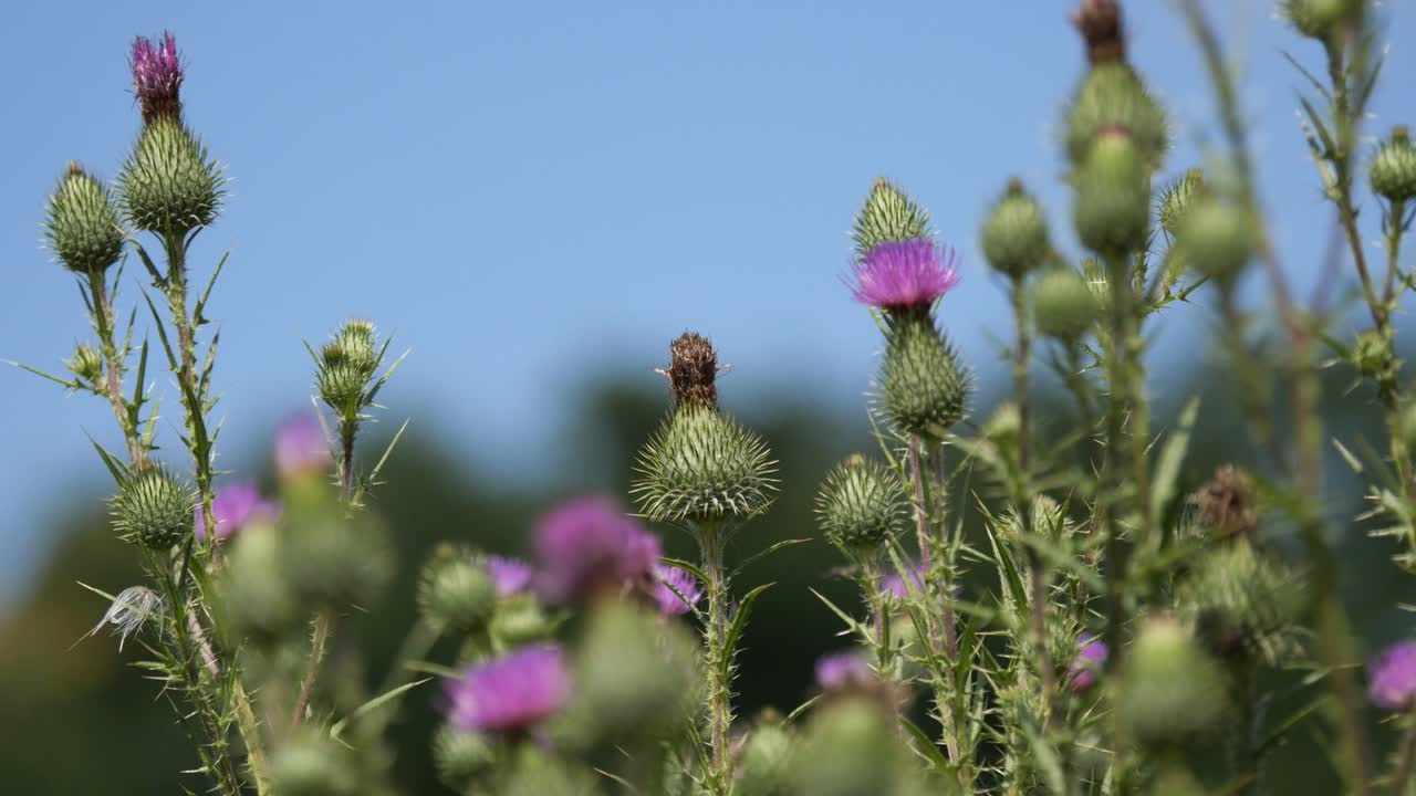 Scottish Thistle Gently Swaying in the Wind on a Summer Day