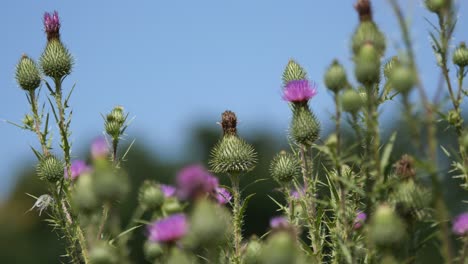 scottish thistle gently swaying in the wind on a summer day