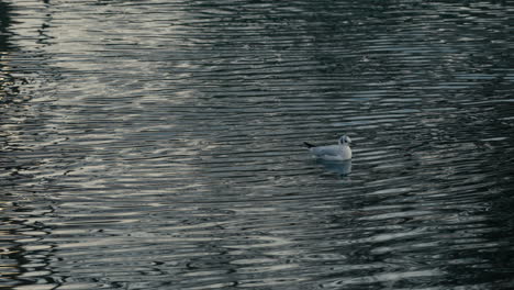 Möwe-Schwimmt-In-Einem-Fluss.-Zeitlupe